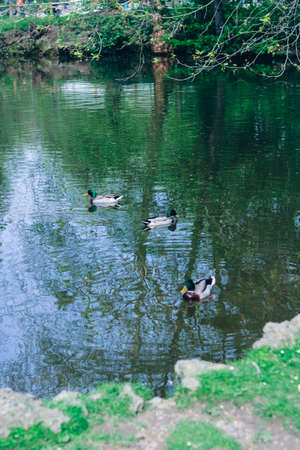 Groups of family ducks togetherの写真素材