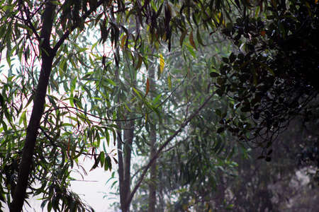 This is Bangladeshi Natural Beauty.Every Photo Contain Beauty of Natureの写真素材