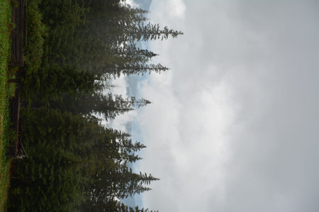 Pine trees in the mountains with a cloudy sky in the background
