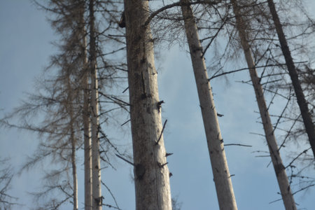 Silhouette of pine trees against the blue sky in winter.