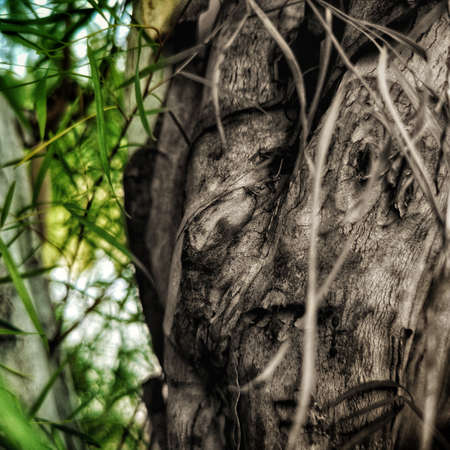 Tree bark at the lakeの写真素材