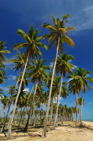 Palm trees on the beachの写真素材