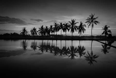 Black and White Image with Reflection of tropical tree at Permatang Pauh Pulau Pinangの写真素材