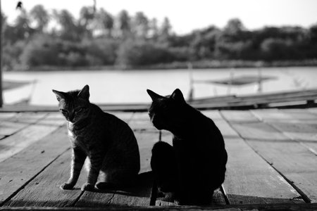 Two cats sitting on weathered wooden dock overlooking calm water. Black and white monochrome photography captures contemplative feline moment with blurred trees and landscape background.の写真素材