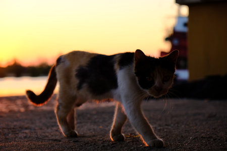 An adorable stray cat walks on the ground outdoors during a dramatic and warm sunrise or sunset, silhouetted against the bright golden sky.の写真素材