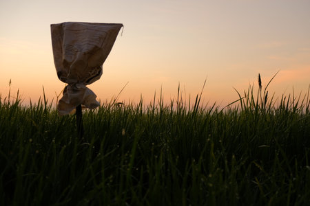 A paper-wrapped stick stands alone in a lush rice paddy field at sunrise, capturing the calm and freshness of dawn in rural Malaysia.の写真素材
