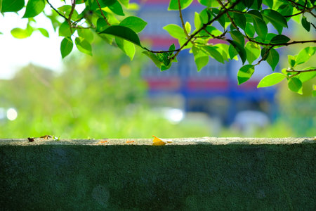 A single yellow leaf rests on a green concrete wall under vibrant leafy branches, with blurred urban background and sunlight, Malaysia.の写真素材