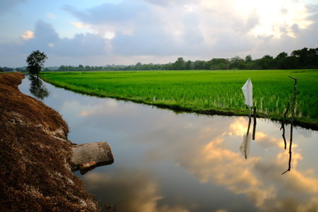 Irrigation canal reflects cloudy morning sky between green rice fields and brown embankment. Tranquil rural landscape with lone tree and subtle sunrise colors.の写真素材