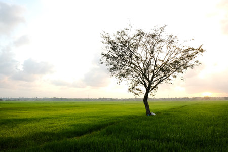 Solitary tree stands on vast green rice field below expansive bright sky at sunset. Minimal landscape highlights tranquility, growth, and rural nature.の写真素材
