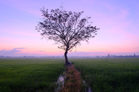 Silhouette of a solitary tree stands in a calm green rice field under dramatic lavender and pink dawn sky, evoking serenity and peaceful rural Malaysia.の写真素材