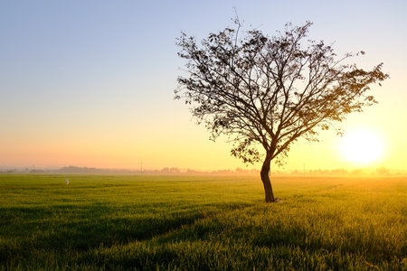 A lone tree stands in a lush green paddy field at sunrise in Kelantan, Malaysia, with golden light illuminating the open rural landscape.の写真素材