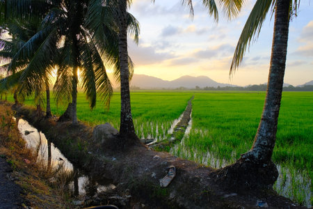Golden sunrise shines through coconut palm trees, reflecting in a canal beside vibrant green paddy fields and distant hills, rural Malaysia.の写真素材