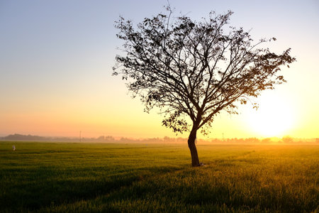 A lonely tree stands in a lush green paddy field at sunrise in rural Malaysia, bathed in golden light and surrounded by misty countryside.の写真素材