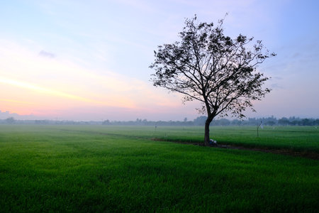 Solitary tree silhouette in vast green rice paddy field during sunrise. Misty morning landscape with distant palm trees along the horizon and clear sky reflecting warm golden light.の写真素材