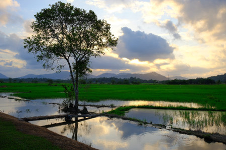 A tree stands beside a reflective water-filled rice field under a colorful sunset sky, illustrating...