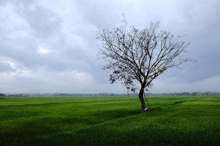 A solitary tree stands in the middle of a vibrant green rice field under a cloudy sky in Pasir Puteh, Kelantan, Malaysia.の写真素材