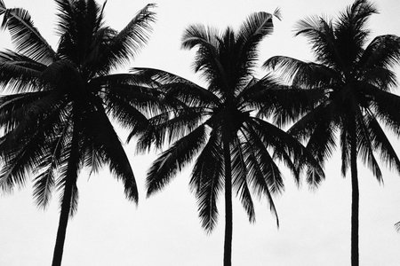 A striking black and white photograph showing the dark, high-contrast silhouettes of three tropical palm trees against a bright, featureless sky.の写真素材