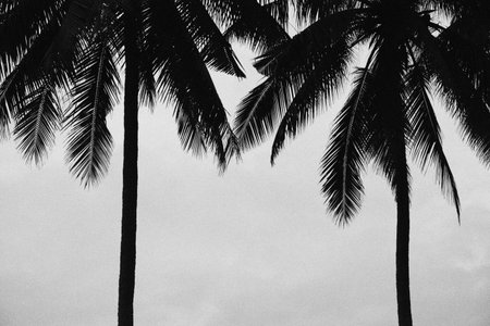 A stark, high-contrast black and white photograph showing the dark silhouettes of two tall palm trees against a bright, grainy, empty sky.の写真素材