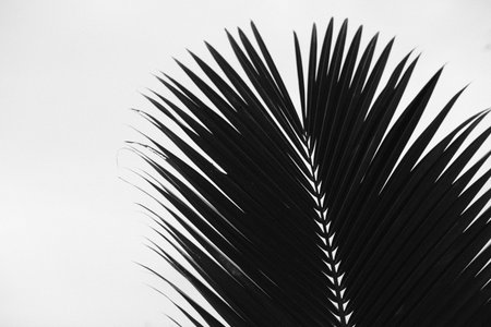 An abstract, high-contrast black and white shot of a single palm frond silhouetted against a bright, grainy sky, showing texture and geometric lines.の写真素材