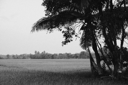 Black and white photograph of a lush paddy field stretching to the horizon, with several coconut trees casting dark shadows in the right foreground.の写真素材
