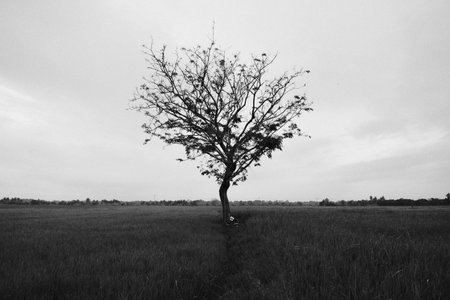 A lone tree stands strong in the middle of a vast paddy field under an overcast sky, captured in black and white.の写真素材