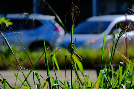 A tiny bird sits on tall wild grass stems with blurred cars in the background, captured on a sunny day in Kelantan, Malaysia.の写真素材