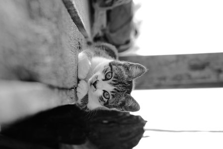 Tabby kitten lying alert on concrete or wooden ledge in monochrome black and white photography. Forward-facing paws and focused expression. Blurred architectural background with depth of field effect.の写真素材