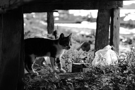 Young tuxedo kitten standing alert under weathered wooden shelter in monochrome black and white photography. Curious expression with natural lighting.の写真素材