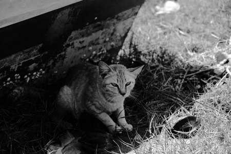 A stray cat sits under an old boat on dry grass, captured in black and white in Kelantan, Malaysia.の写真素材