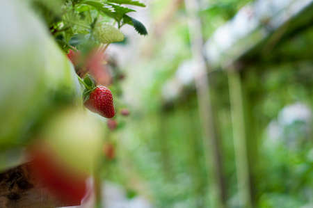 strawberry ripen in the garden, selective focusの写真素材