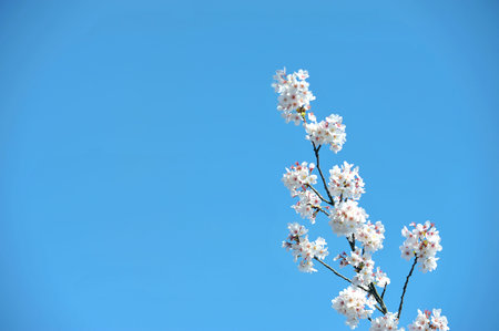 Cherry blossom in the spring with blue sky backgroundの写真素材