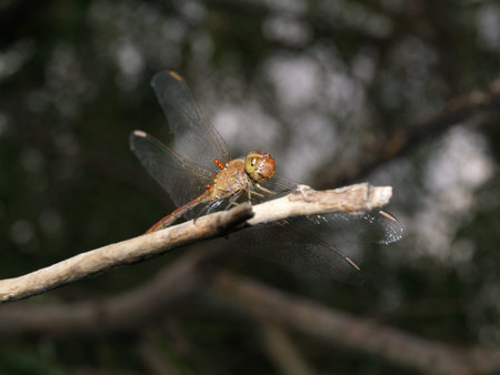 evening prtrait of an insect