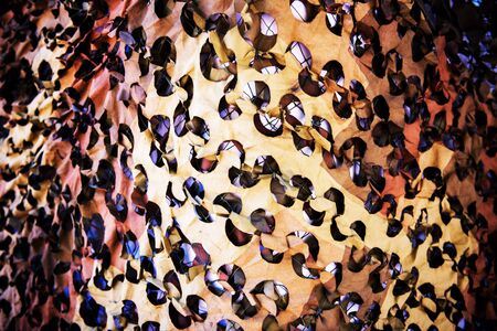 yellow , black  background.の写真素材