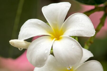 plumeria flower thailandの写真素材