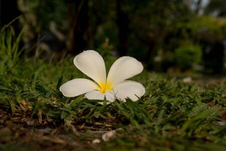 plumeria flower thailandの写真素材