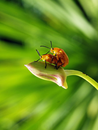 nude bug2        