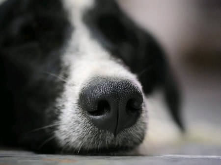 Sleepy puppy at house
