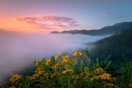 Beautiful landmark fo âMea hong sonâ province yellow mexican sunflower field on the hill at Doi mae u kor, Fog on yunlai hill, chaina village, âPang Ungâ national Park of Mea hong son North of Thailand Asiaの写真素材