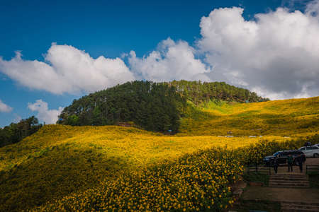 Beautiful landmark fo âMea hong sonâ province yellow mexican sunflower field on the hill at Doi mae u kor, Fog on yunlai hill, chaina village, âPang Ungâ national Park of Mea hong son North of Thailand Asiaの写真素材