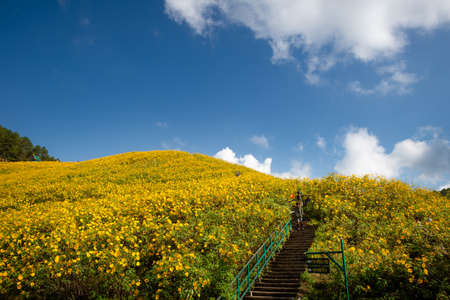 Sunflower on mountain Landmark in mea hong son province Thailand asiaの写真素材