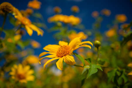 Sunflower on mountain Landmark in mea hong son province Thailand asiaの写真素材