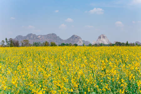 Flower Crotalaria yellow Flower with mountain and skyの写真素材