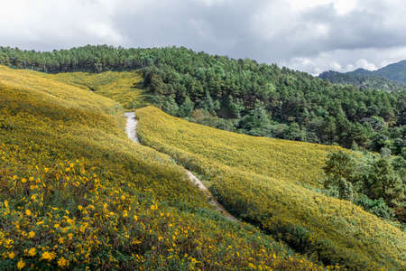 Tung Bua Tong Tung Bua Tong Mexican sunflower weed valley at Doi mea ukor in Maehongson Province, Thailand. at Doi mea ukor in Maehongson Province, Thailand.の写真素材