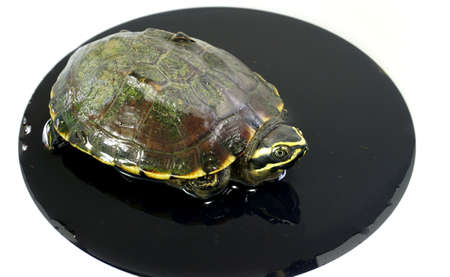 turtleの写真素材