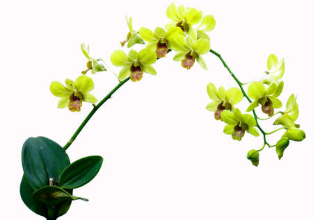 yellow orchidの写真素材