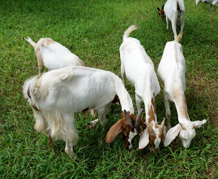 female goats eating grass