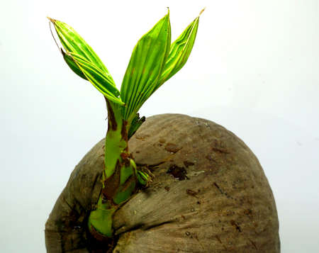 A coconut sprout growing.の写真素材