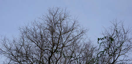 dead tree on the blue skyの写真素材