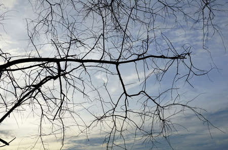 Dead tree branches on the blue skyの写真素材