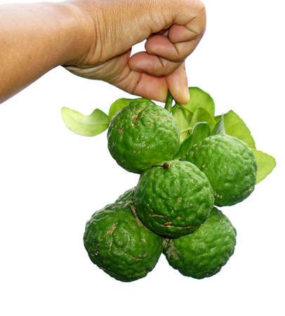 Kaffir in handの写真素材